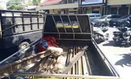 Kasus Pencurian Rel Kereta Api di Lumajang Terungkap, Polisi Tangkap Tiga Pelaku dan Sita Barang Bukti
