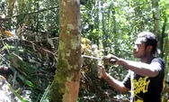 Mengenal Pohon Masoi Asal Fakfak, Mampu Hasilkan Minyak Atsiri Kualitas Dunia