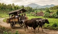 Mengenal Alat Transportasi Cikar yang Digerakkan Sapi dan Dikendarai Bajingan