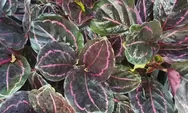 Mengenal Tanaman Hias Calathea Black Lipstick Asal Papua, Si Hitam Manis yang Mempesona