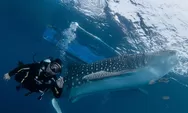 Serunya Menyapa Hiu Paus di Desa Wisata Botubarani Gorontalo, Pesona Bahari Teluk Tomini