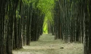 Menikmati Rindangnya Hutan Bambu Keputih di Tengah Panasnya Kota Surabaya