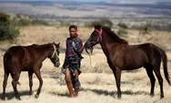 Tangguhnya Kuda Cendana Asal Nusa Tenggara Timur, Simbol Kehormatan Masyarakat Pulau Sumba