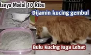Trik dan Cara Ajaib Membuat Makanan Kucing Agar Cepat Gembul, Gemuk dan Berbulu Lebat, Jadi Imut & Lucu