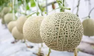 Hasil Panen Besar dan Segar, Gunakan Cara Menanam Melon dari Biji, Bisa Jadi Ide Usaha Rumahan Cuan Besar