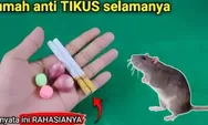 Mudah Didapatkan! Cukup Dengan Bahan Ini Usir Tikus SELAMANYA Dari Rumah