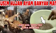 Tips Jitu Mengatasi Penyakit Ayam Kampung di Musim Hujan, Berikan Ramuan Ini