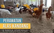 Jika Pemiliki Ternak Sibuk atau Pemalas ! Berikut Ide Kreatif Trik Rahasia Perawatan Alas Kandang Ayam Tanpa Bau dan Tanpa Ribet