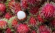 Inilah Manfaat Buah Rambutan Buat Kesehatan Tubuh, Ketahui Juga Apa Efek Sampingnya