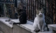 7 Cara Mengusir Kucing Liar agar Tak Datang Lagi ke Rumah Tanpa Menyakitinya