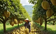 Durian Indonesia Mulai Jadi Kekuatan Baru di Pasar Global