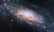 Melihat Lebih Jauh: Penyelidikan Galaksi Spiral NGC 4951 oleh Teleskop Luar Angkasa Hubble