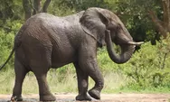 Patut Diapresiasi! Wisata Bali Zoo Hentikan Aktivitas Gajah Tunggang Mulai 2026