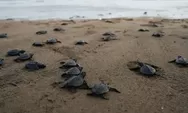 Healing Sekaligus Belajar di Pantai Taman Kili-kili Trenggalek, Lokasi Konservasi Penyu dengan Pemandangan Memukau
