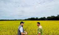 Serentak Sejak Awal 2026, BULOG Genjot Penyerapan Gabah dan Beras Nasional