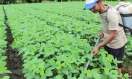 Pulihkan Kesuburan Tanah Secara Alami, PTPN I Hadirkan “Pupuk yang Hidup”
