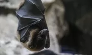 Waspada Virus Nipah, Ini Fakta Penting yang Perlu Kamu Ketahui