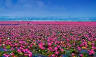 Red Lotus Sea, Danau di Latar Promosi Wisata Thailand yang Viral Karena Modelnya Lisa Blackpink