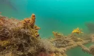 PT TIMAH Perluas Konservasi Laut Lewat Pemasangan 45 Coral Garden di Bangka