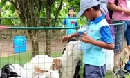 Wisata Peternakan Modern di Jabodetabek, Tempat Anak Melihat dan Berinteraksi dengan Hewan Ternak