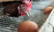 PTPN I Groundbreaking Industri Ayam Terpadu untuk Program Mandiri Protein di Setiap Provinsi