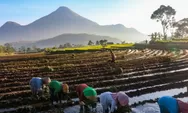 Peran KUR BRI dalam Mendorong Produktivitas Sawah dan Kesejahteraan Petani