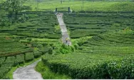 Lokasi Hiking di Bandung dengan Udara Segar dan Pemandangan Indah