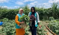 Dari Lahan Mati Jadi Apotek Hidup: Kiprah Murni dan Ibu-Ibu Bengkalis Jaga Warisan Tanaman Obat
