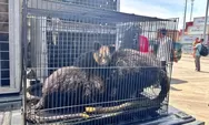 Gunakan KM Sinabung, PELNI Pulangkan Satwa Endemik Papua yang Gagal Diselundupkan