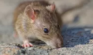 Kamar Dipenuhi Kotoran Tikus, Apakah Berbahaya? Ini Risiko yang Perlu Kamu Tahu