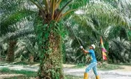Komitmen Kemitraan Berkelanjutan Diperkuat, PTPN IV PalmCo Lampaui Kewajiban Plasma di Rokan Hulu