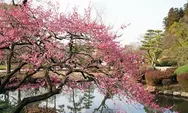 Selain Sakura, Bunga-bunga Ini juga Mekar di Musim Semi di Jepang