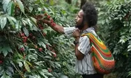 PLN Peduli Bawa Kopi Tiom dari Pegunungan Papua Tembus Pasar Nasional