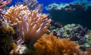 BRI Tanam Terumbu Karang di Sabang, Pulihkan Ekosistem Wisata Laut Aceh