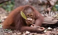 BNI Perkuat Komitmen Konservasi Orangutan dan Badak Jawa di Hari Spesies Terancam Punah 2026