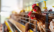 PT Berdikari Percepat Proyek Hilirisasi Ayam Terintegrasi di Malang, Siapkan Fondasi Industri Perunggasan Nasional