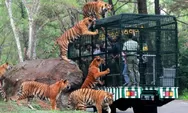 Libur Idul Adha 2026 ke Taman Safari Prigen? Simak Harga Tiket, Jam Buka, dan Night Safari