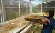 Dari Limbah Jadi Cuan, Petani Desa Pengabuan Raup Penghasilan Lebih Lewat Olahan Jerami