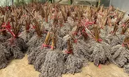 PLN EPI Kerja Sama dengan Sorbu Agro Energi Kembangkan Bioenergi Sorgum di Gorontalo
