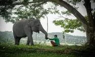 Dari Ketakutan Menjadi Harapan, Warga Balai Raja Belajar Hidup Berdampingan dengan Gajah Sumatera