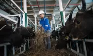 PELNI Angkut 825 Ekor Sapi dari Kupang ke Jakarta Jelang Iduladha 1447 H