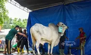 PT TIMAH Salurkan Ribuan Paket Daging Kurban untuk Warga di Momen Iduladha 2026