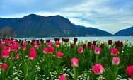 Pesona Bunga di Swiss: Sejarah dan Keindahan Laksana Negeri Dongeng