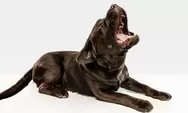  Kenali Ciri Anjing Rabies dan Mencegah Penyakit Mematikan Ini