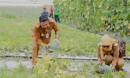 Bupati Klaten Panen Semangka Tanpa Biji di Demakijo