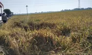Kerusakan Ringan Teratasi, Tanaman Padi Terdampak Bencana Alam