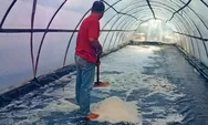    Produksi Garam Pantai Selatan Bantul Sedang Dikembangkan
