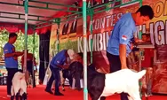 Kontes Nasional Kambing Kaligesing, Memotivasi Peternak Untuk Mengembangkan Usahanya