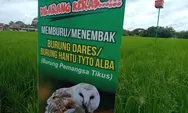 Tak Konsisten Gropyokan Tikus, Petani Diajak Beralih Lagi ke Musuh Alami Hama