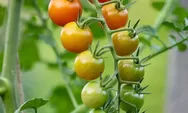 Bunga Tomat Sering Rontok? Lakukan Cara Ini Dijamin Tidak Rontok Lagi dan Buah Makin Lebat